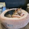 Yorkie – Linda – Kiki – Langebaan (1)