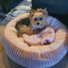 Yorkie – Linda – Kiki – Langebaan (4)