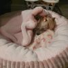 Yorkie – Linda – Kiki – Langebaan (5)