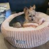 Yorkie – Linda – Kiki – Langebaan (8)