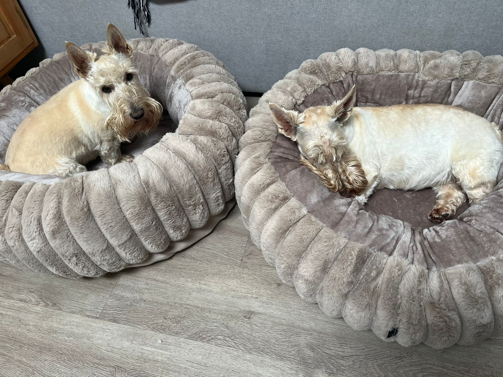 43369bf4-ac50-4b43-a182-c2732d379a32