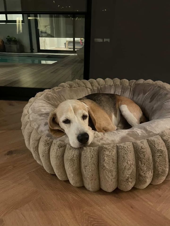 Beagle Gia & Mark KHC Market