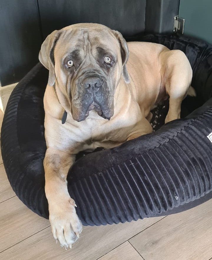 BoerBoel (2)